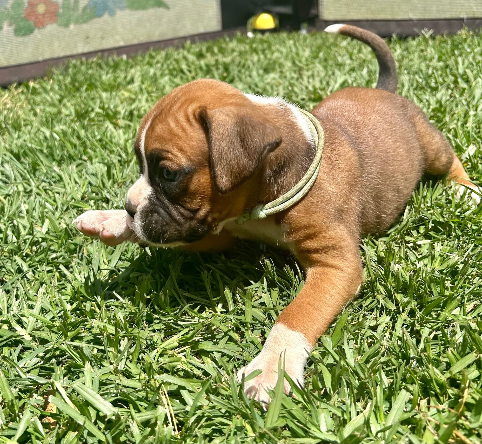 5 Weeks Old