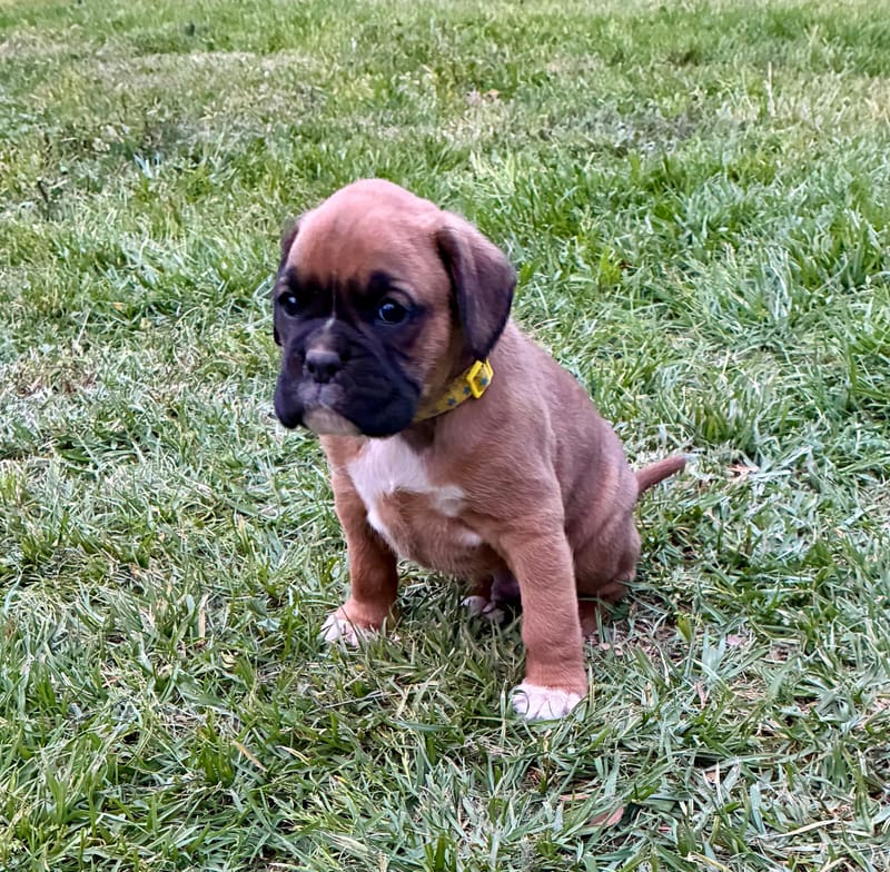 5 Weeks Old