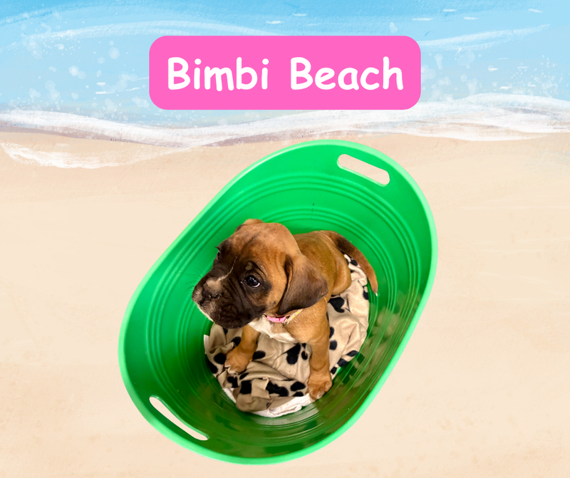 Now living in Grovedale, Victoria!