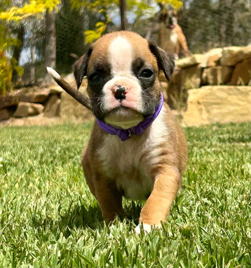 6 Weeks Old