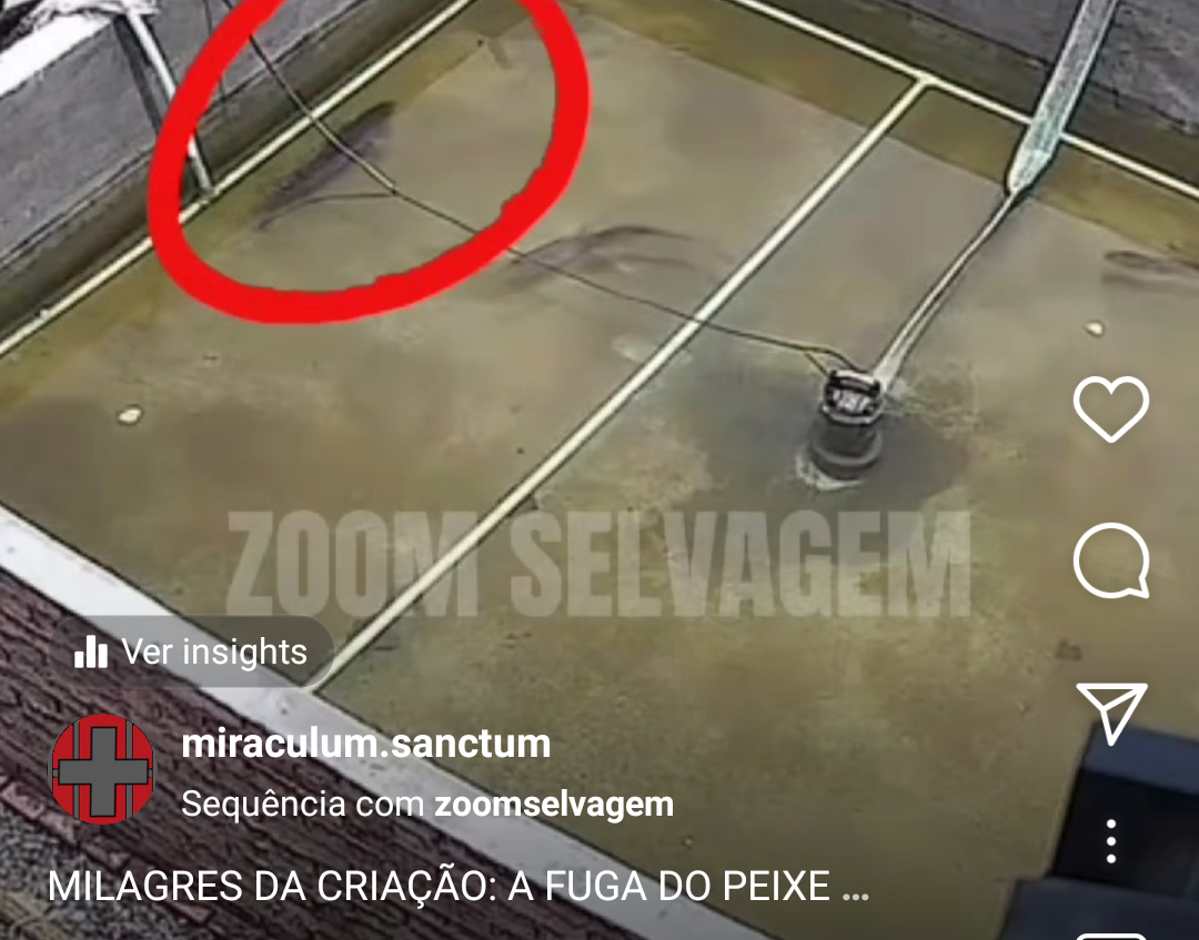 A fuga do peixe