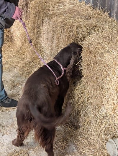 BARN HUNT TRIAL 7th September 2025