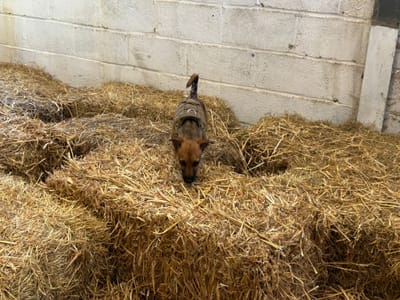 Barn hunts and Scatter hunts for 2026