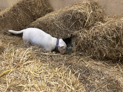 2026 barn hunts