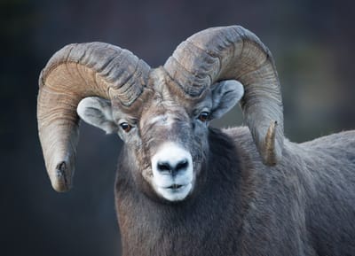 Le signe astro Bélier  image