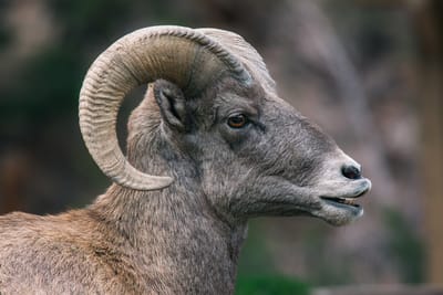 Le signe astro Bélier  image