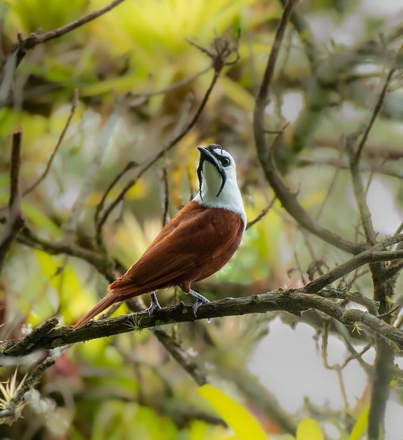 Special Birdwatching Tour Monteverde