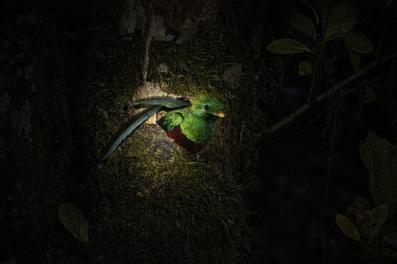 Nocturnal Walk in the Monteverde Biological Reserve