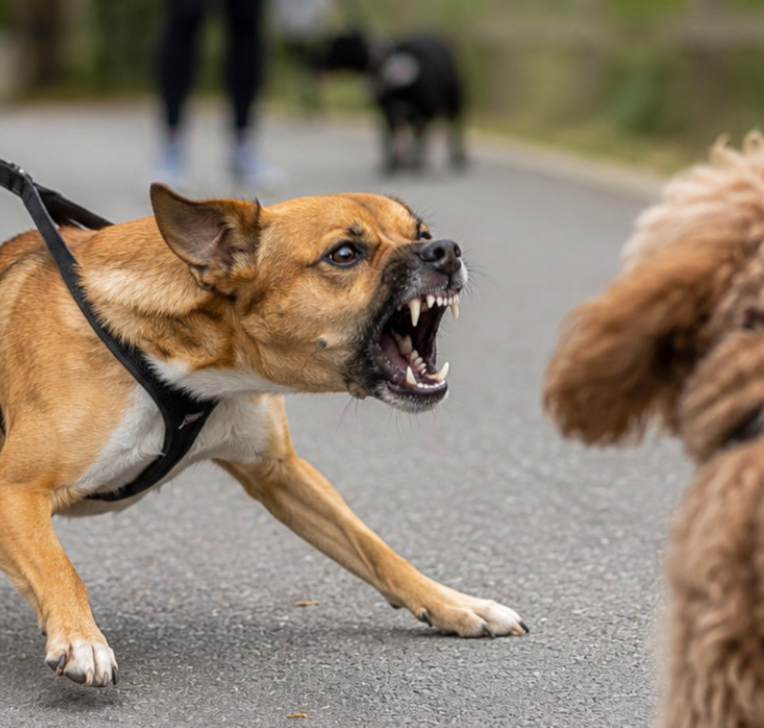 REACTIVE DOG ASSISTANCE