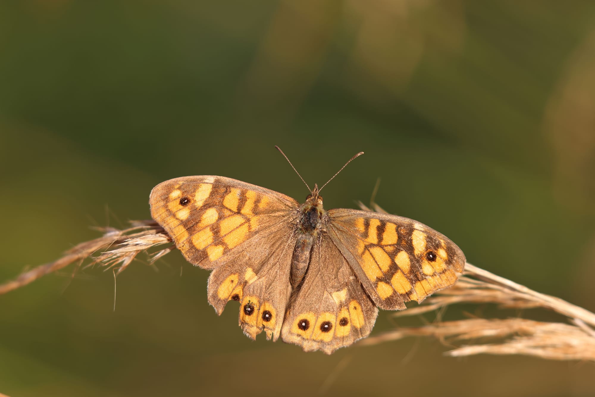 Speckled Wood