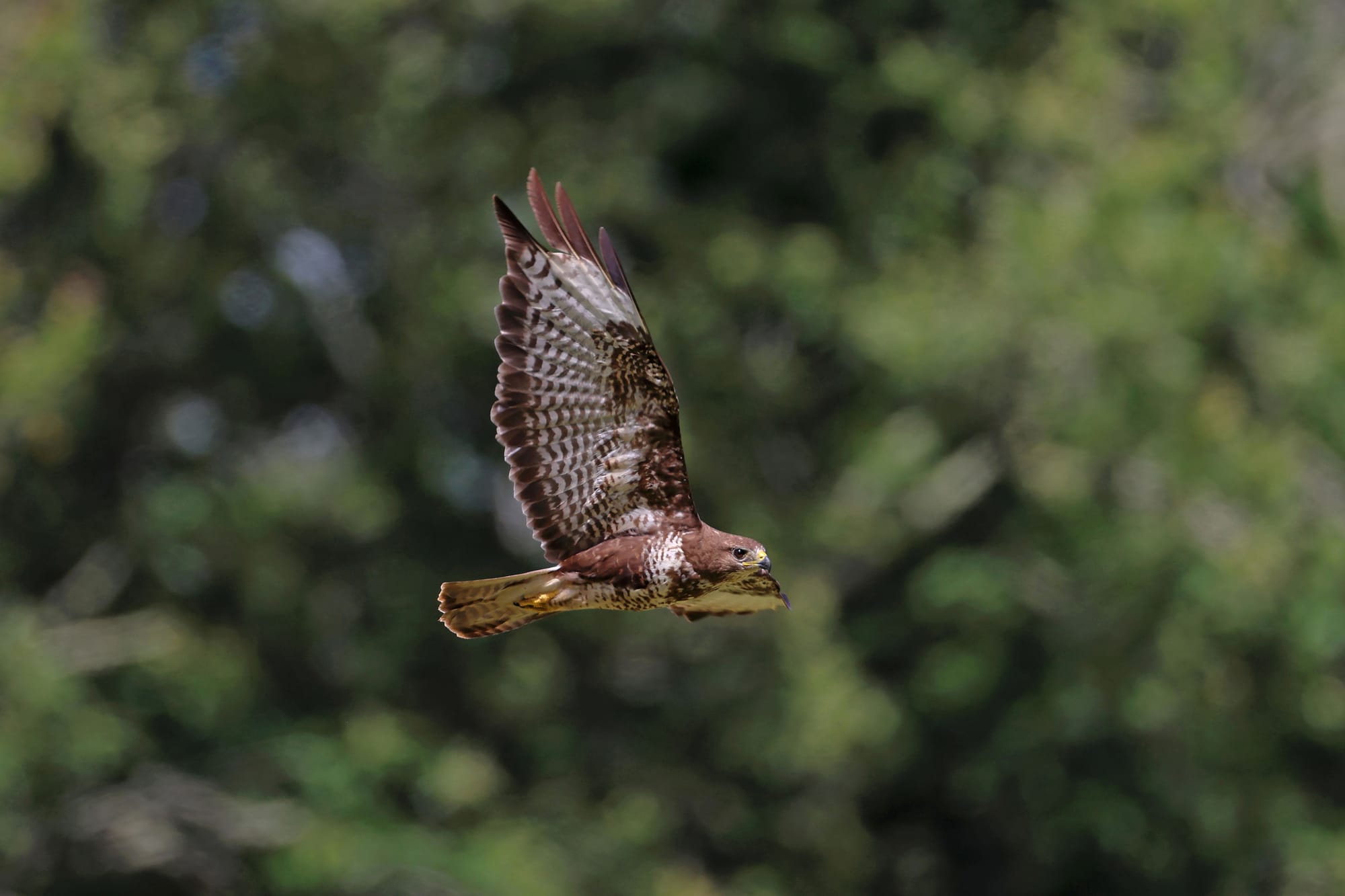 Buzzard