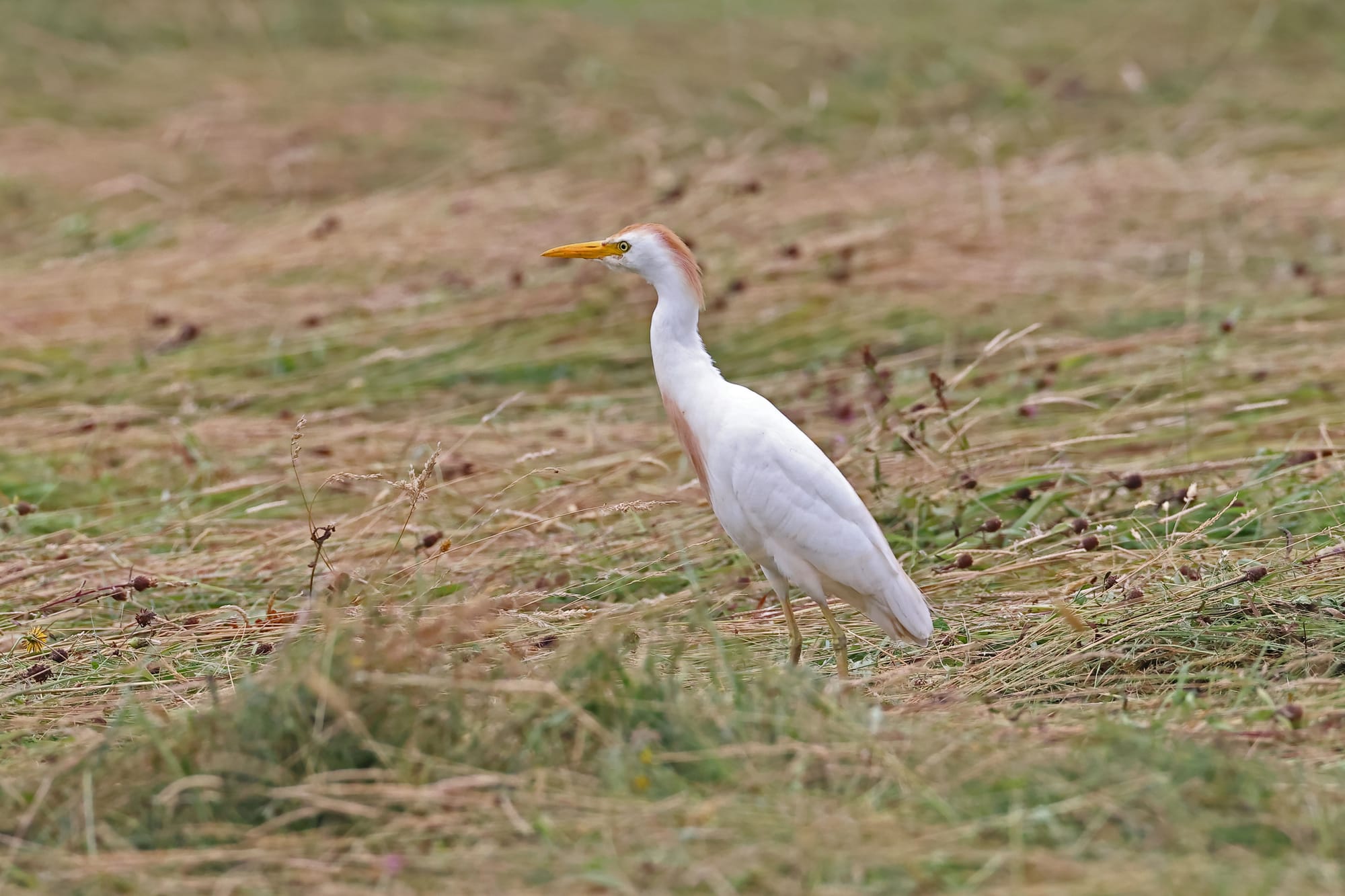 Cattle Egret