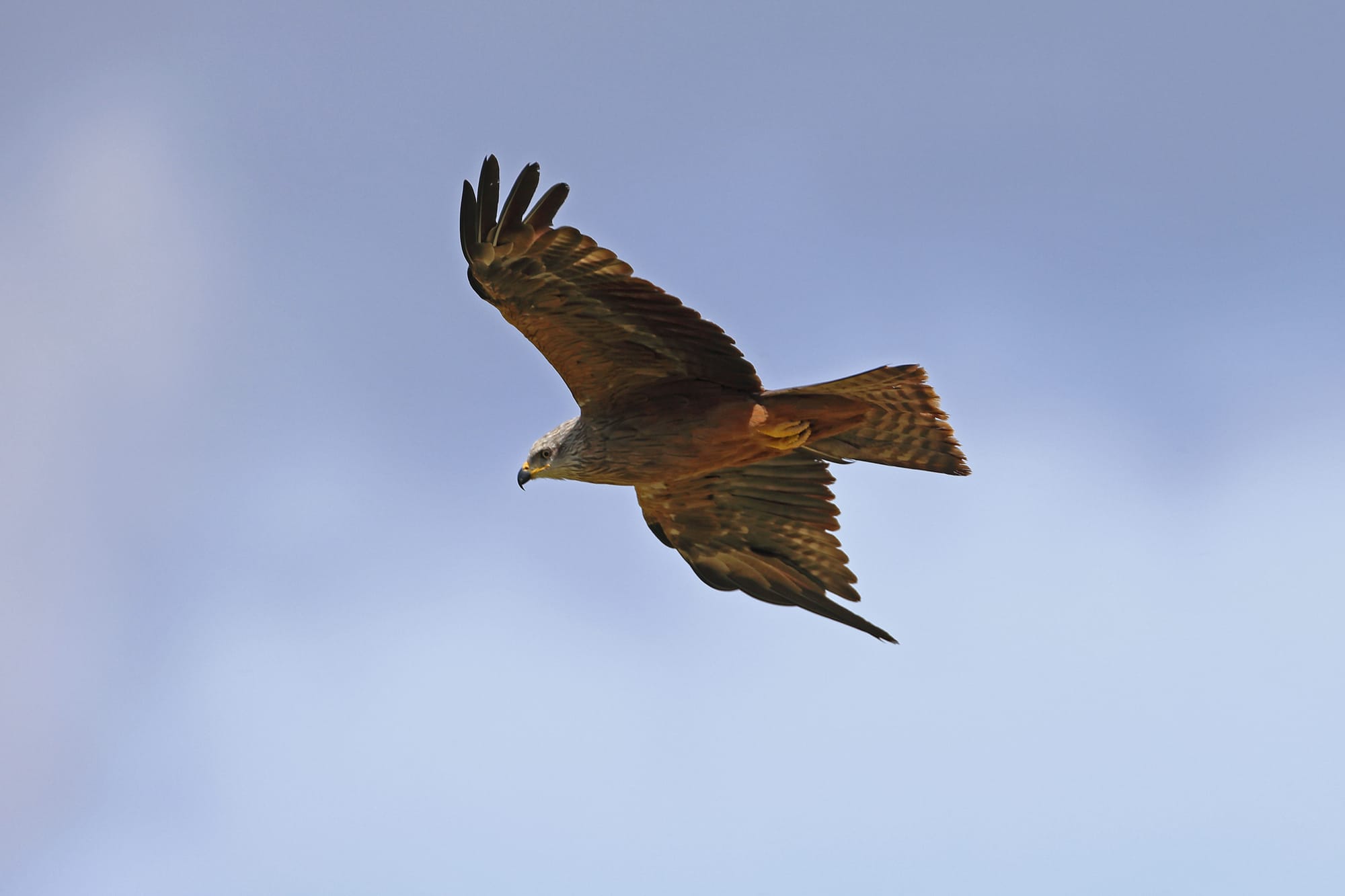 Black Kite