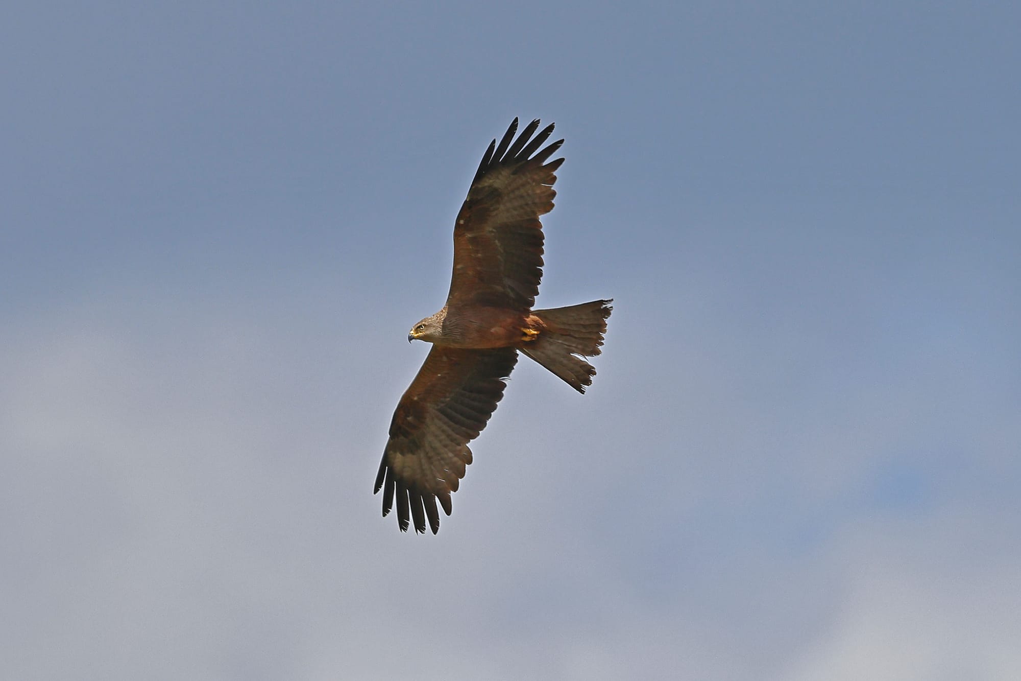 Black Kite