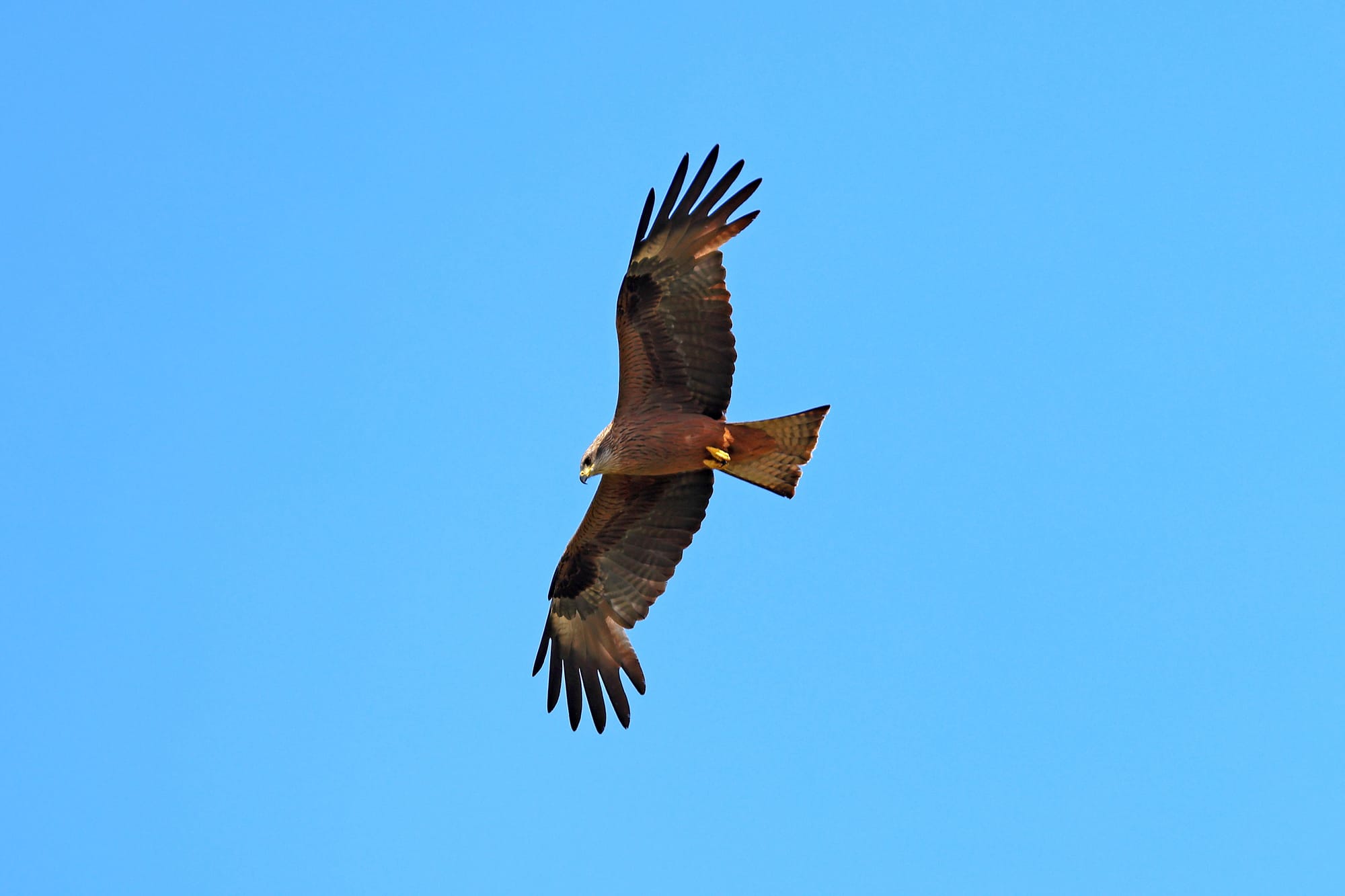 Black Kite