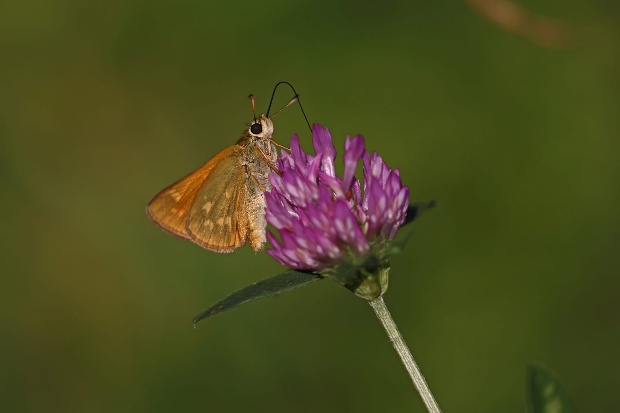 Large Skipper