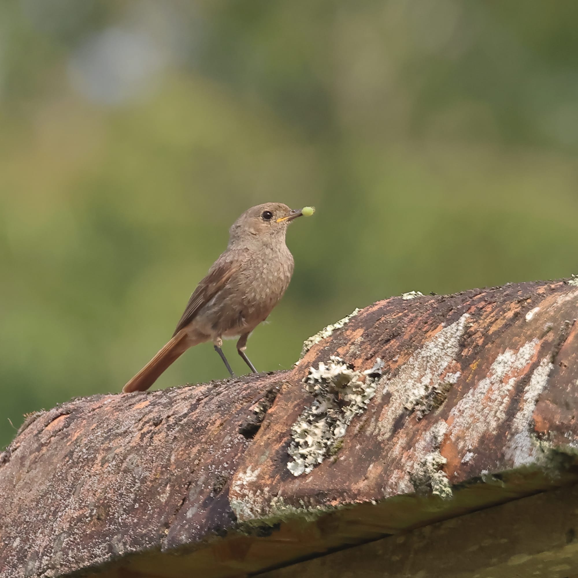 Black Redstart