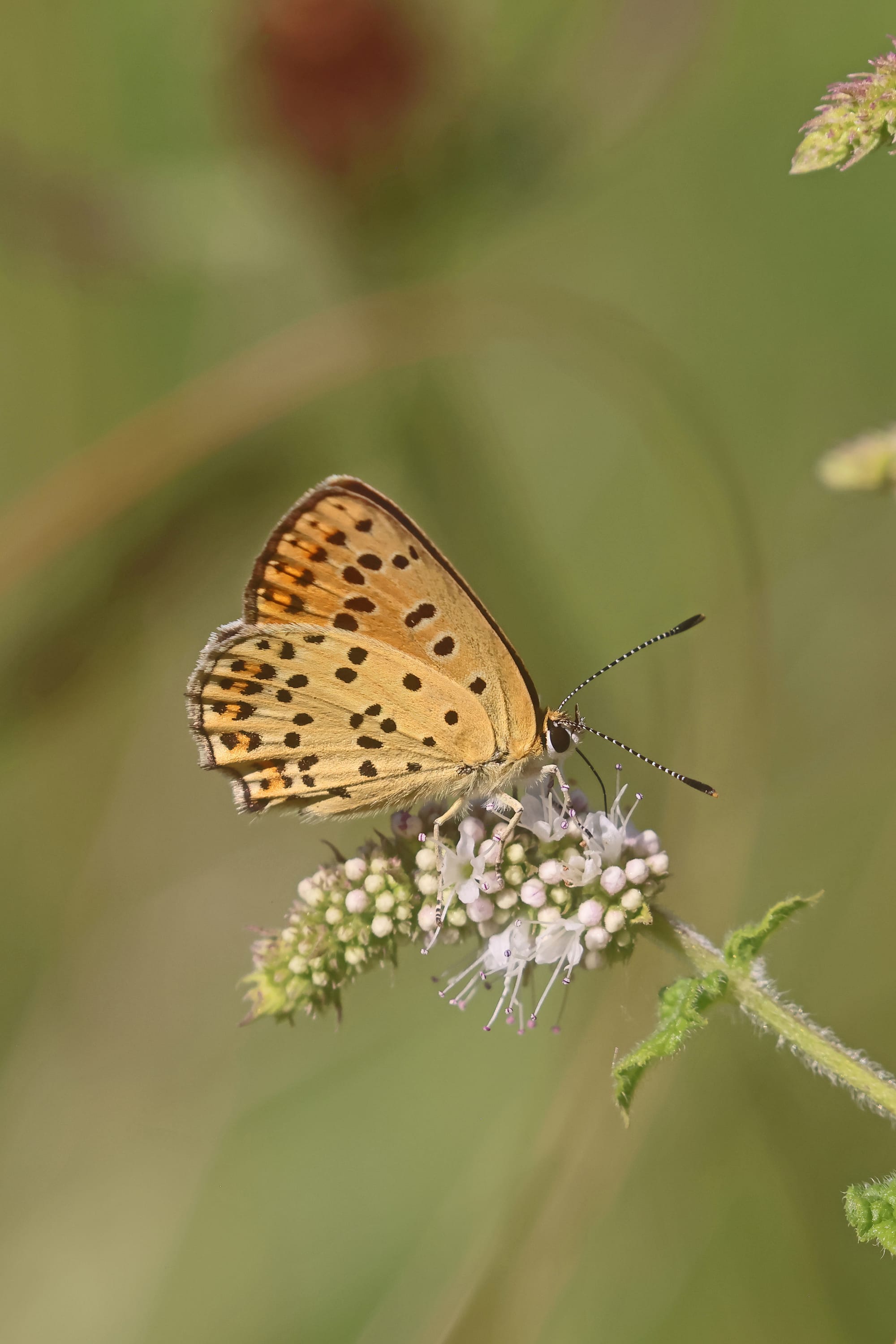 Sooty Copper