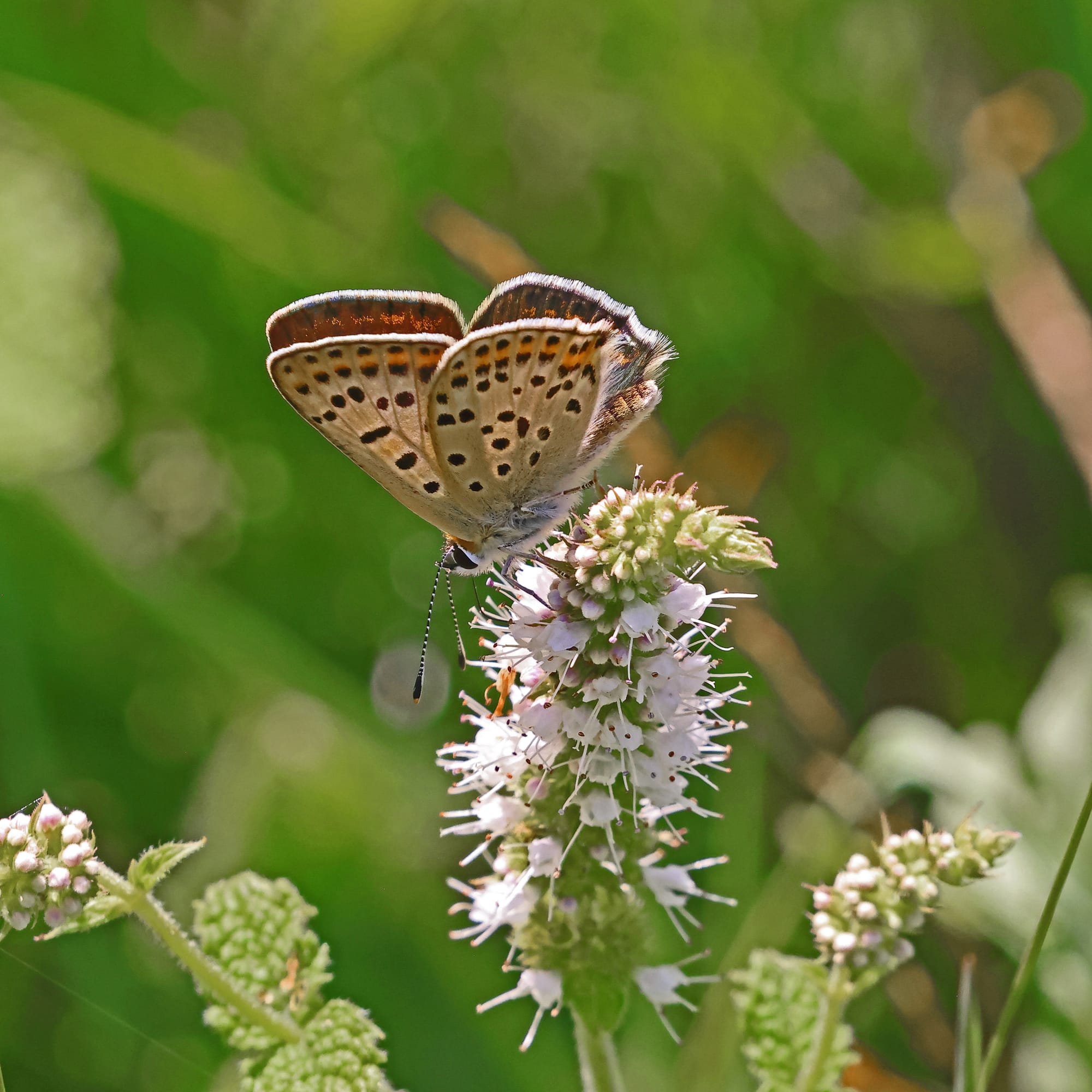 Sooty Copper