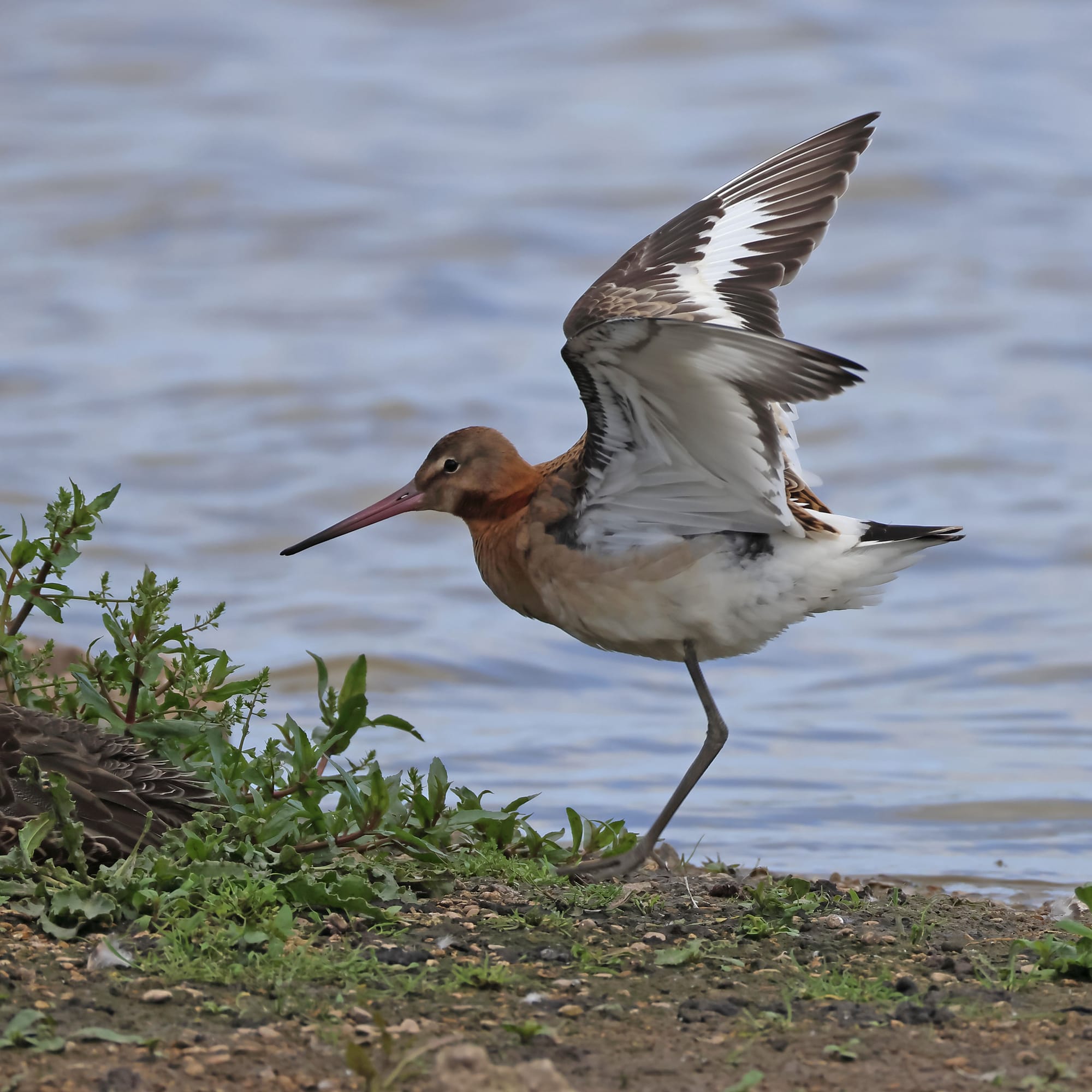 Black-tailed Godwit