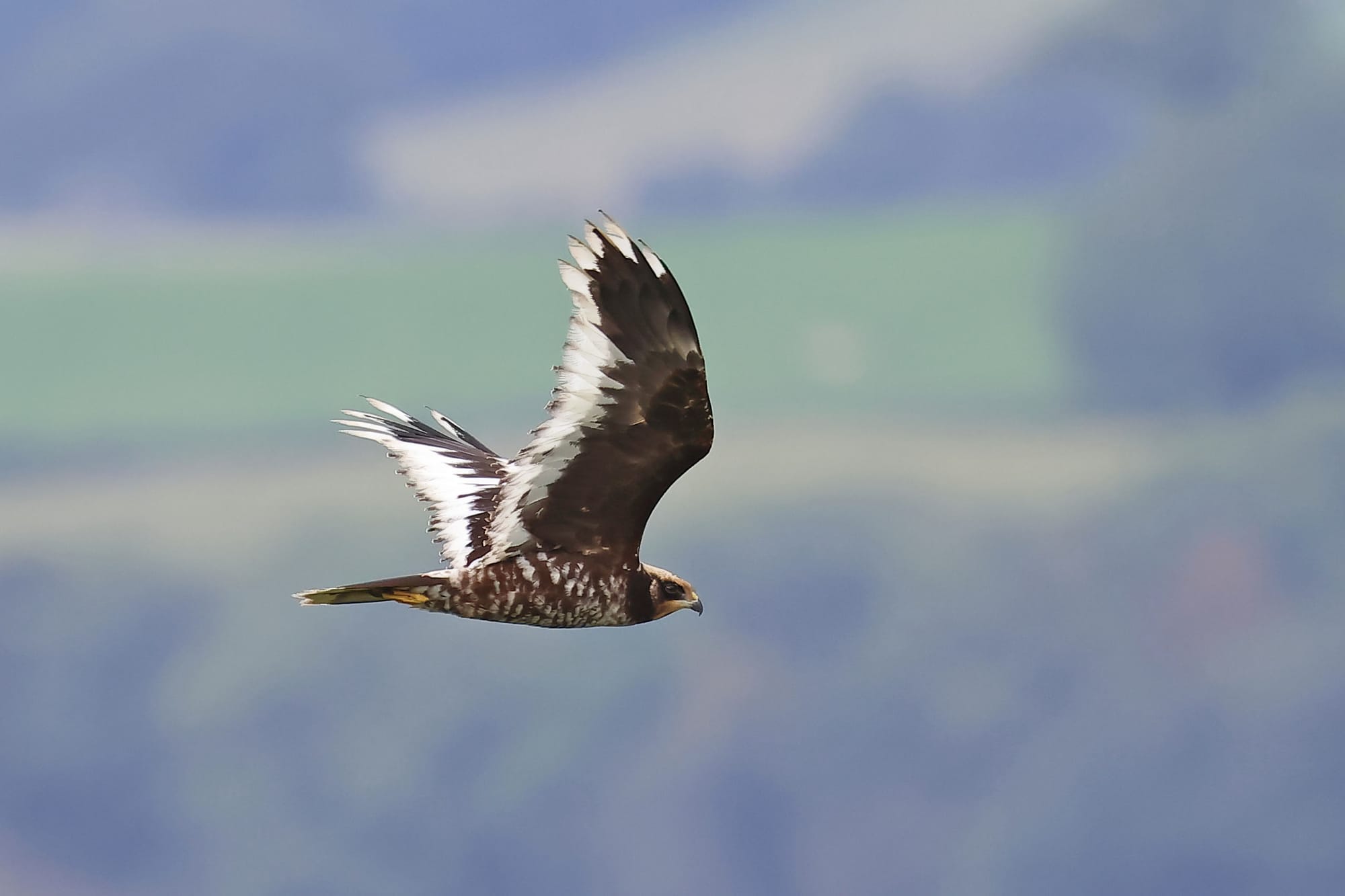 Marsh Harrier