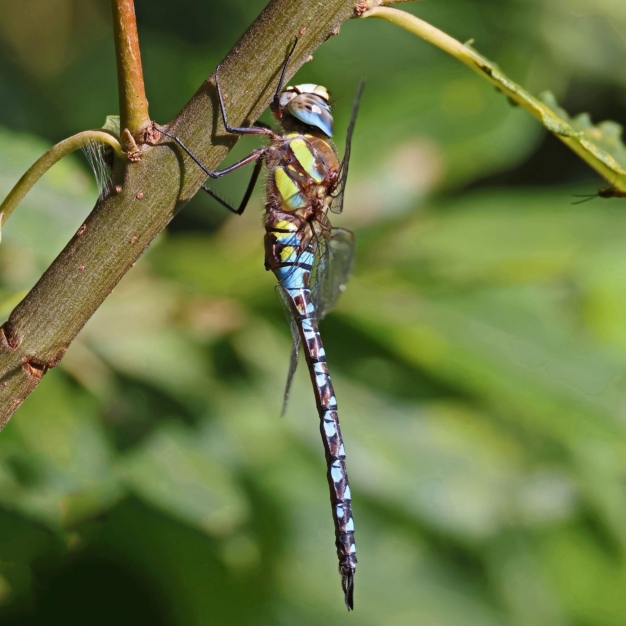 Migrant Hawker