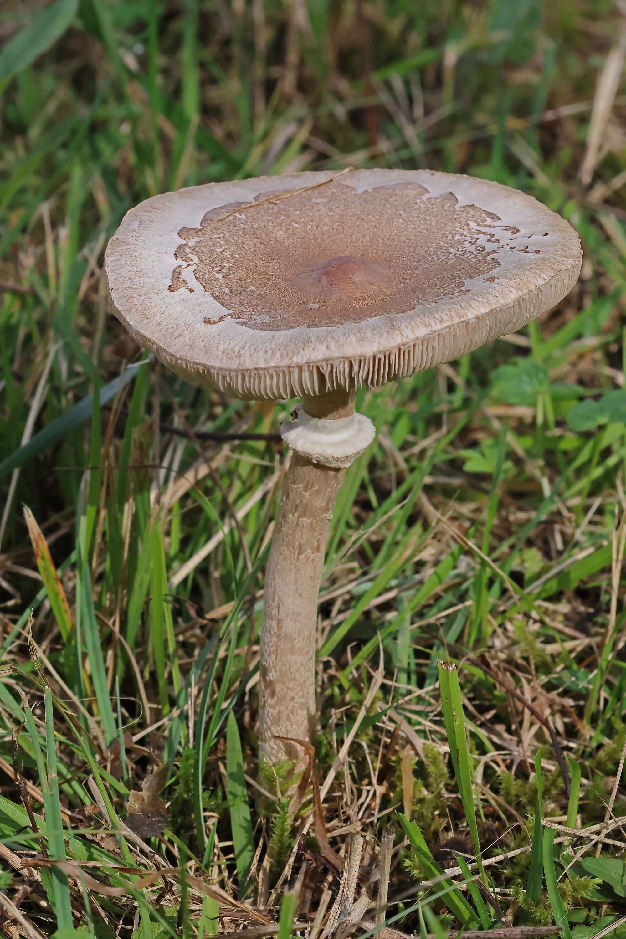 Macrolepiota konradii