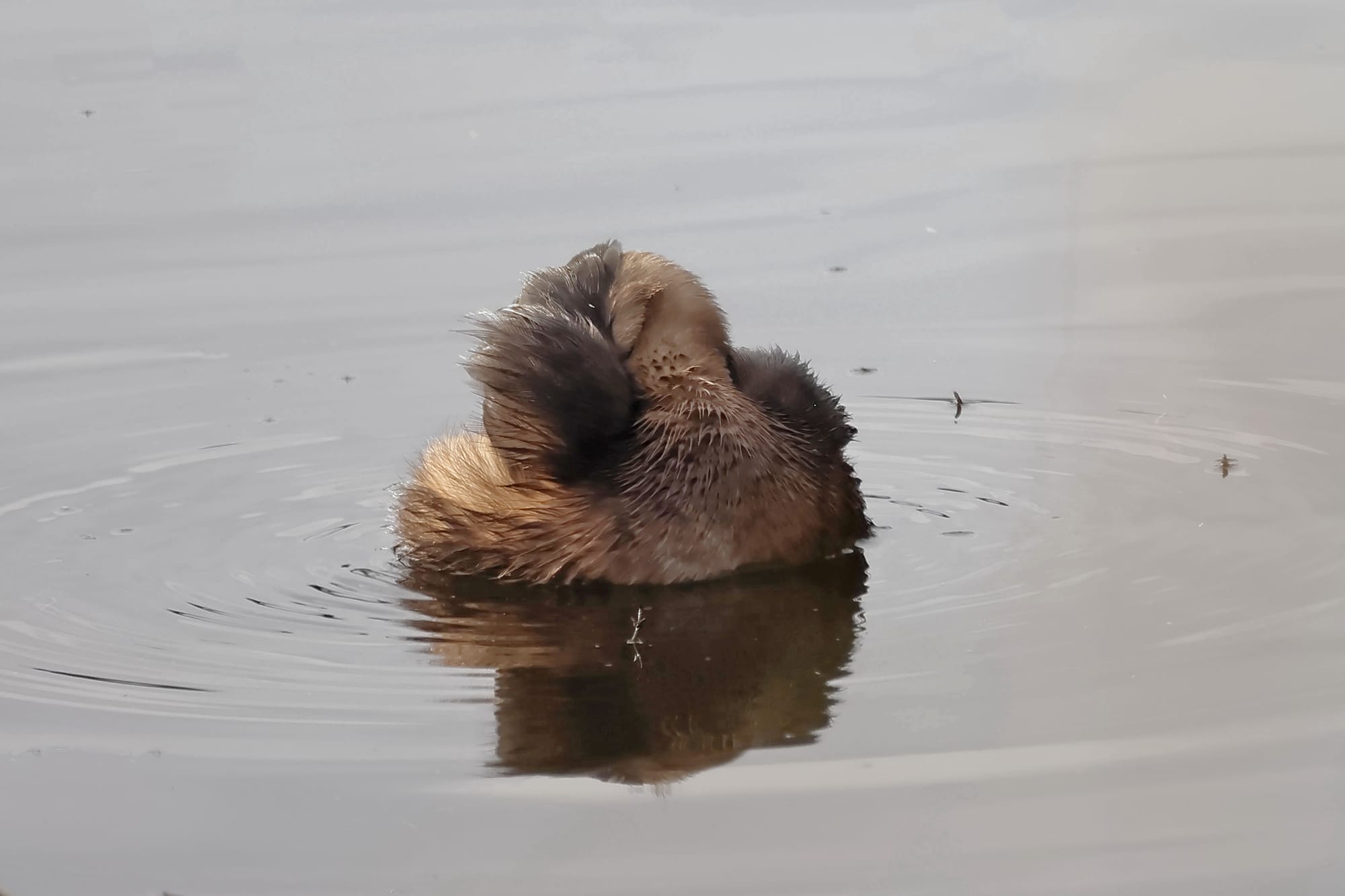 Little Grebe