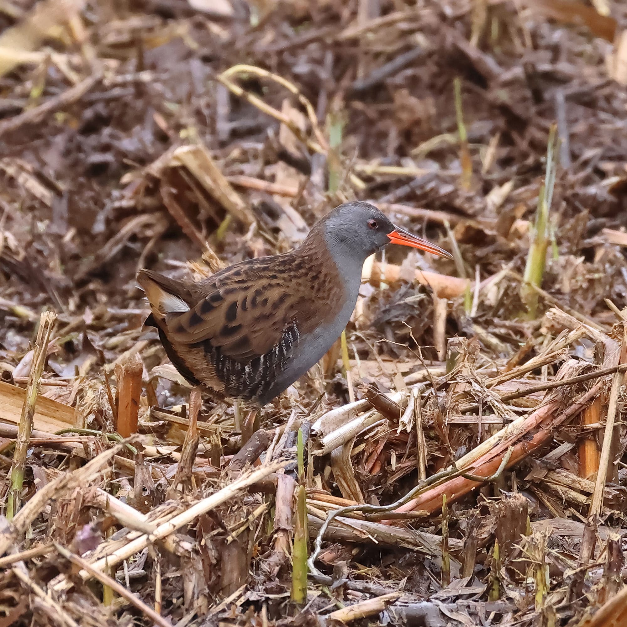 Water Rail