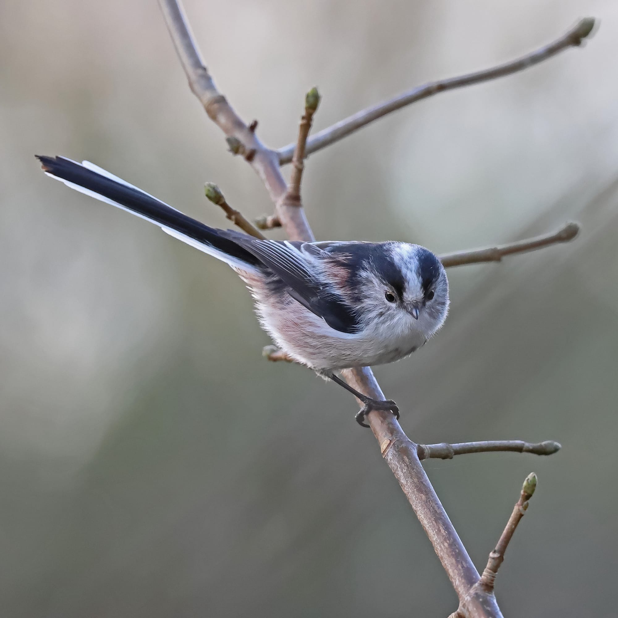 Long-tailed Tit