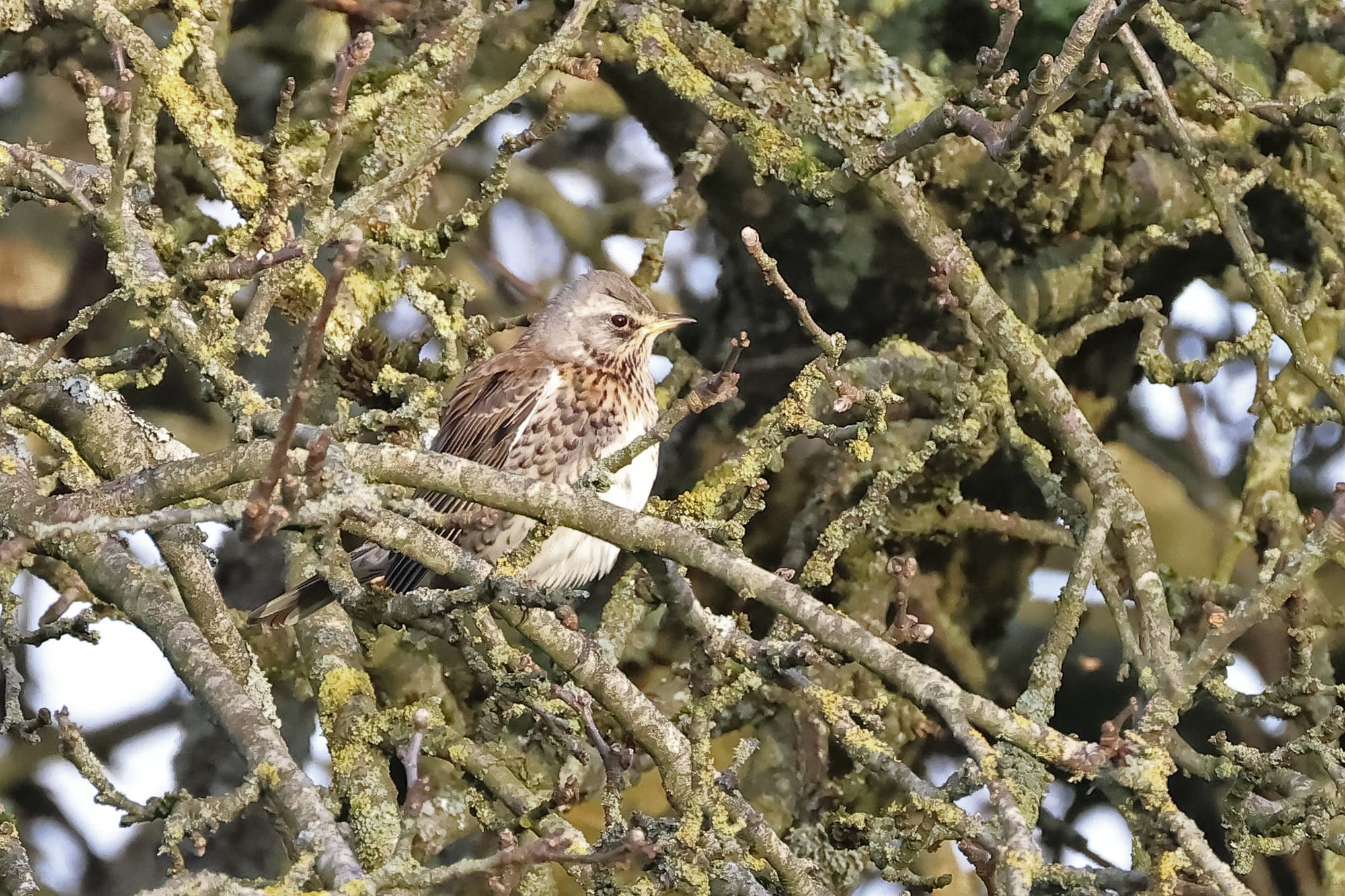 Fieldfare