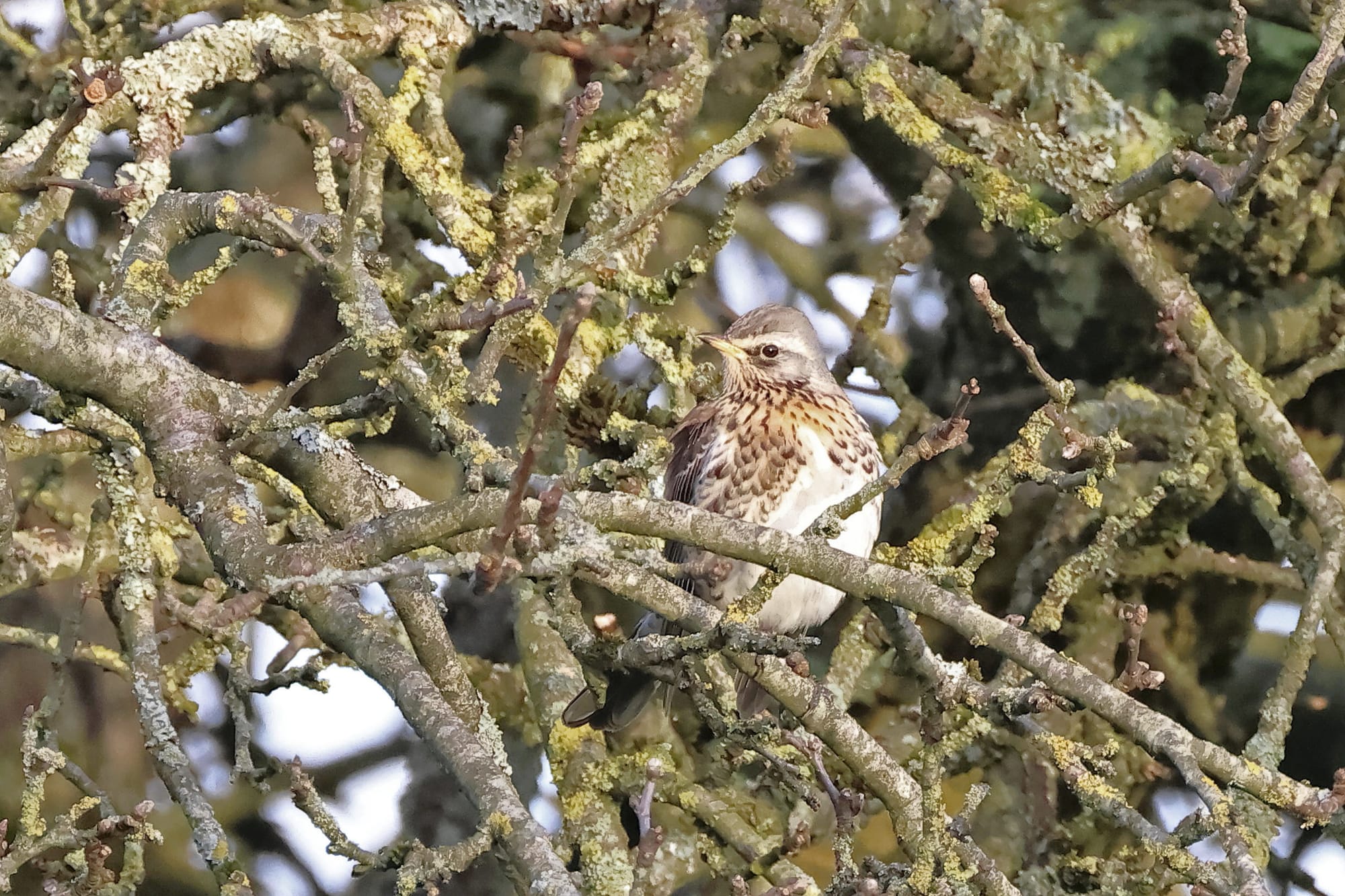 Fieldfare