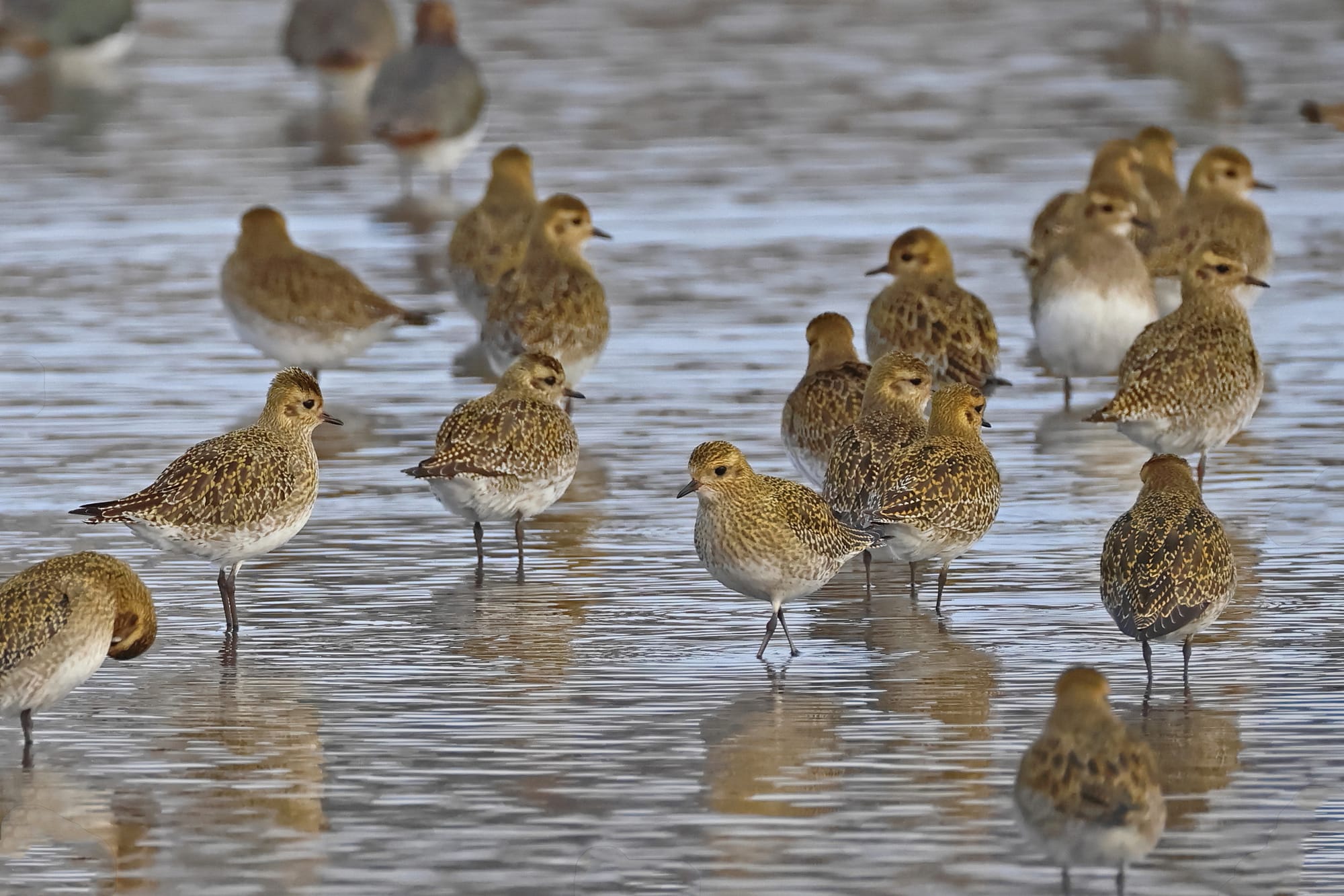 Golden Plover