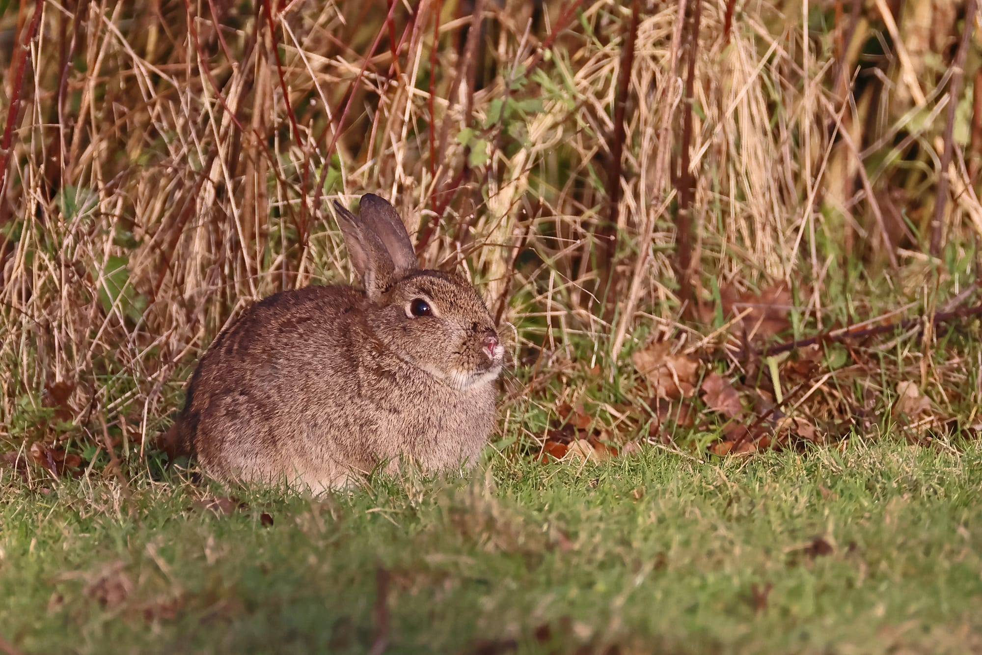 Rabbit