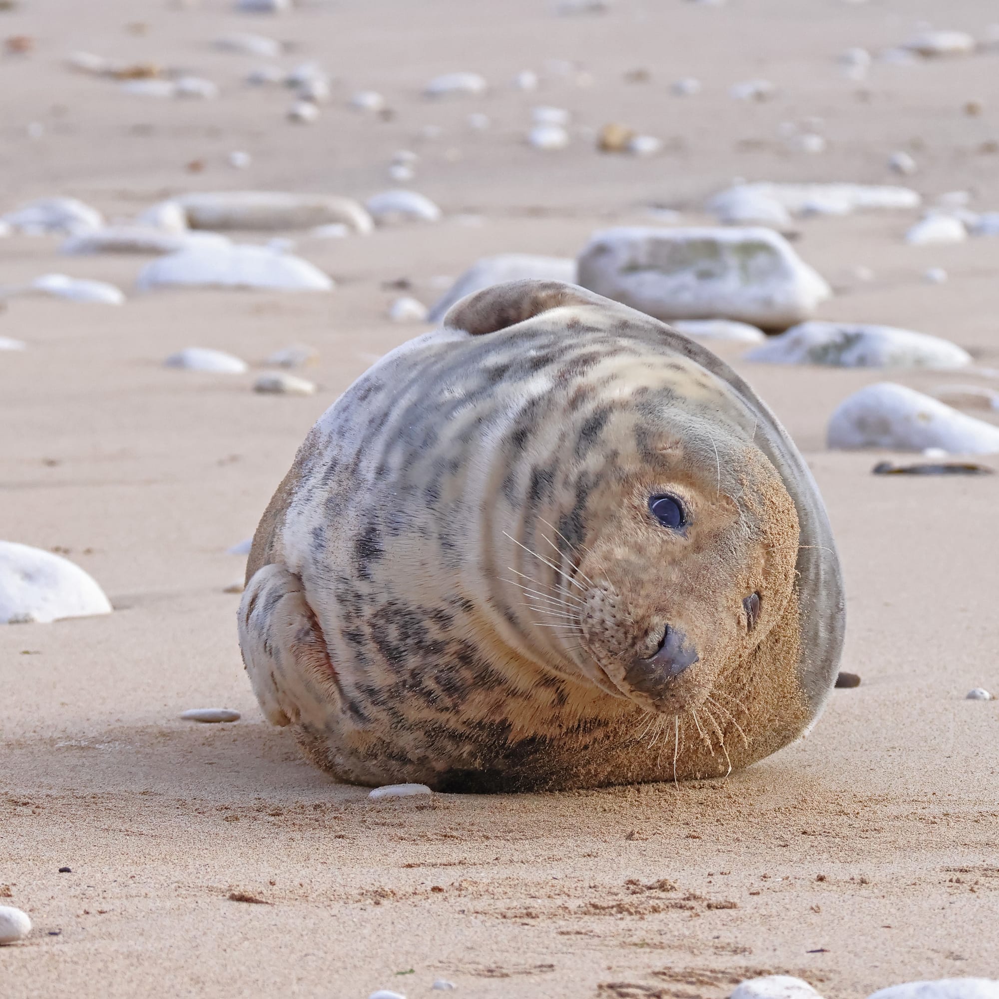 Grey Seal