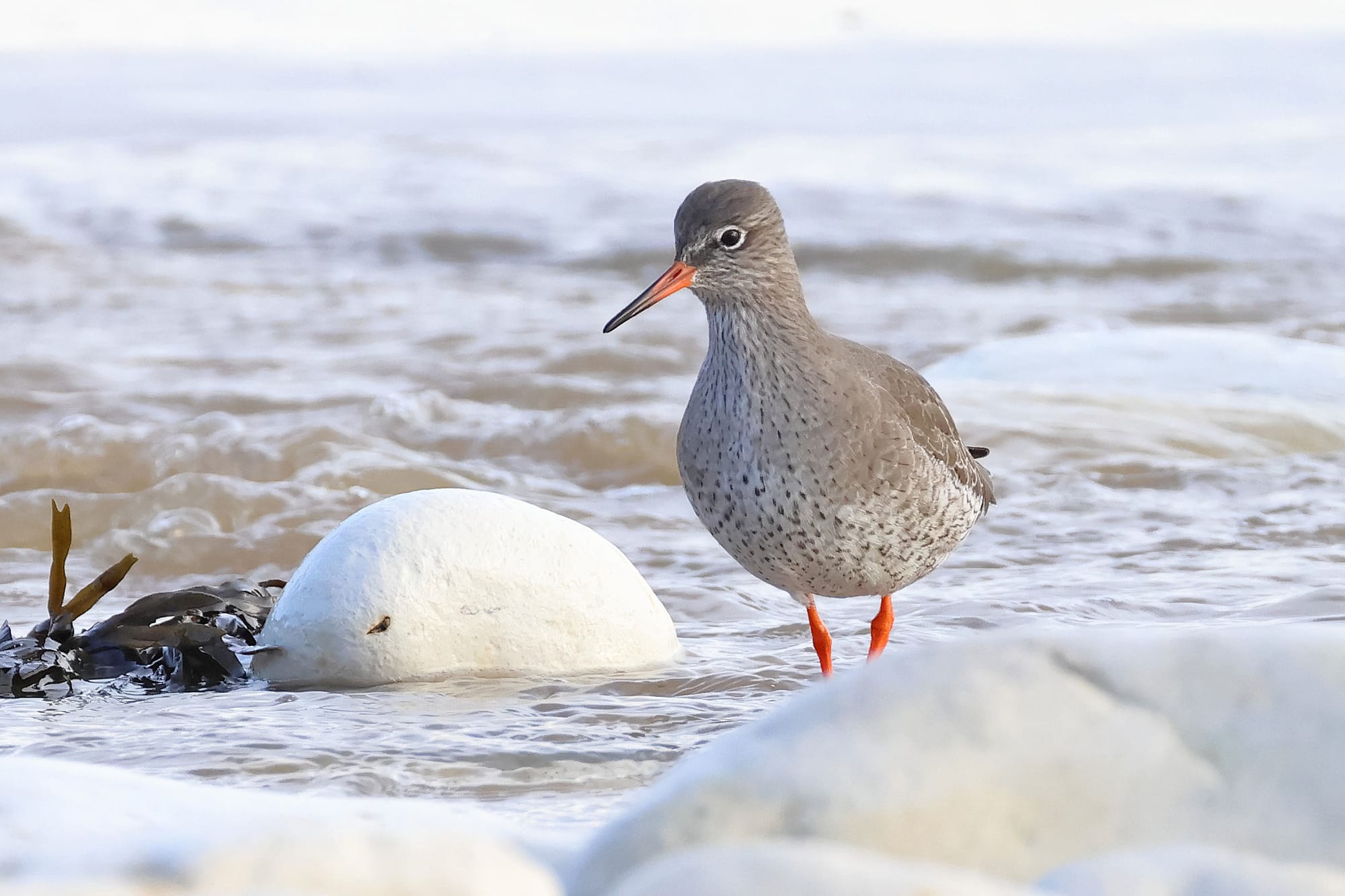 Redshank