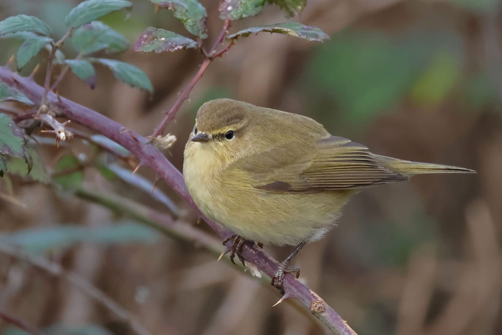 Chiffchaff