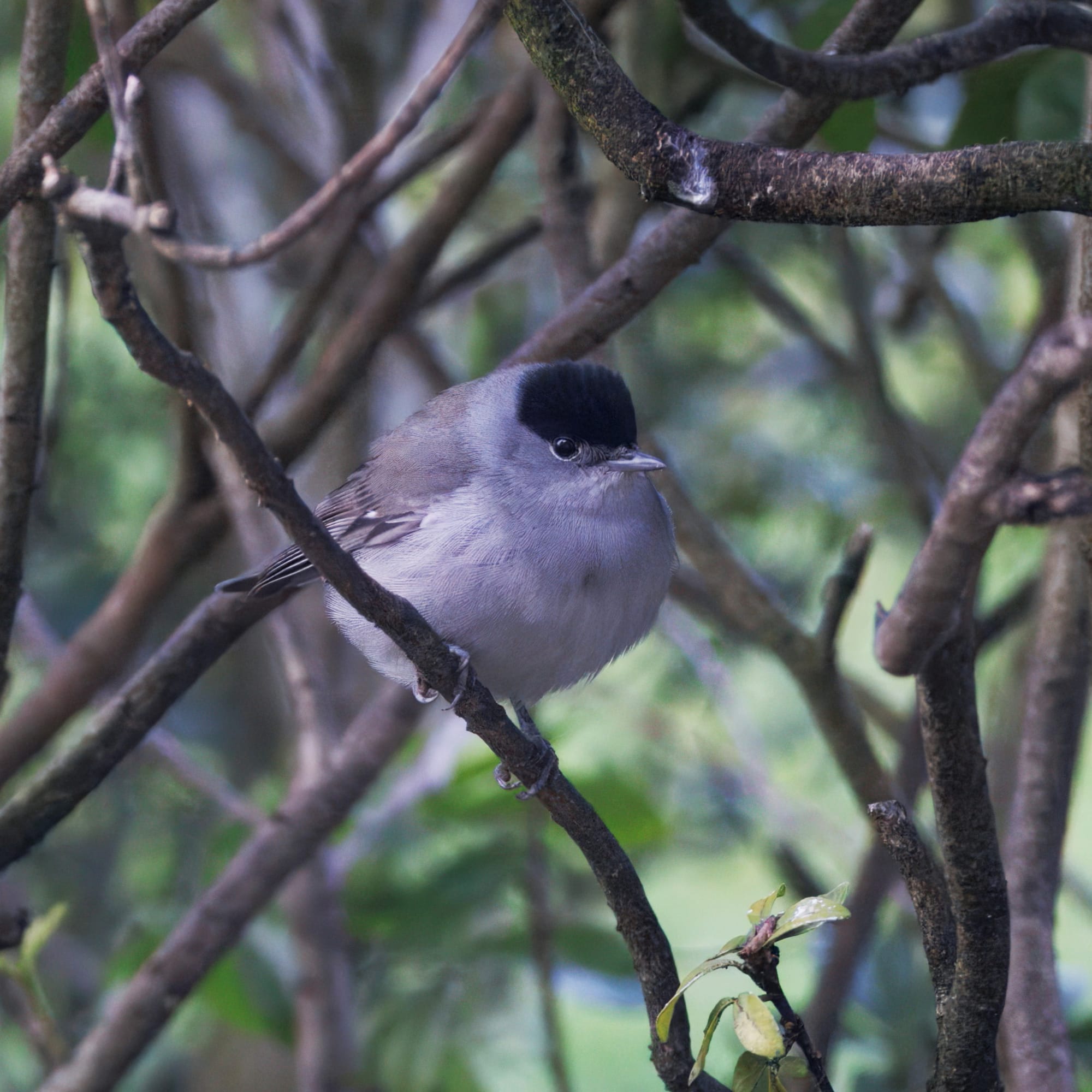 Blackcap
