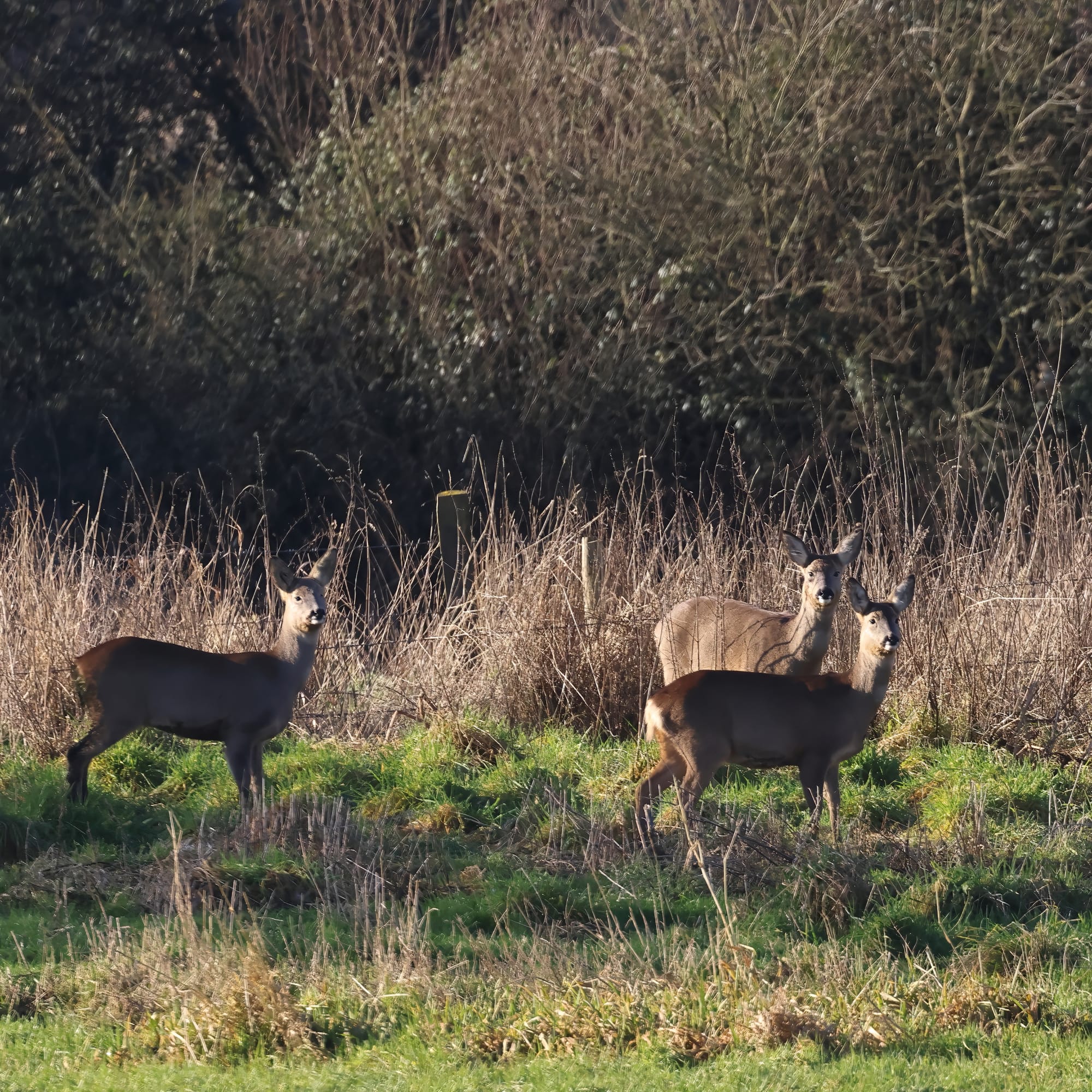 Roe Deer