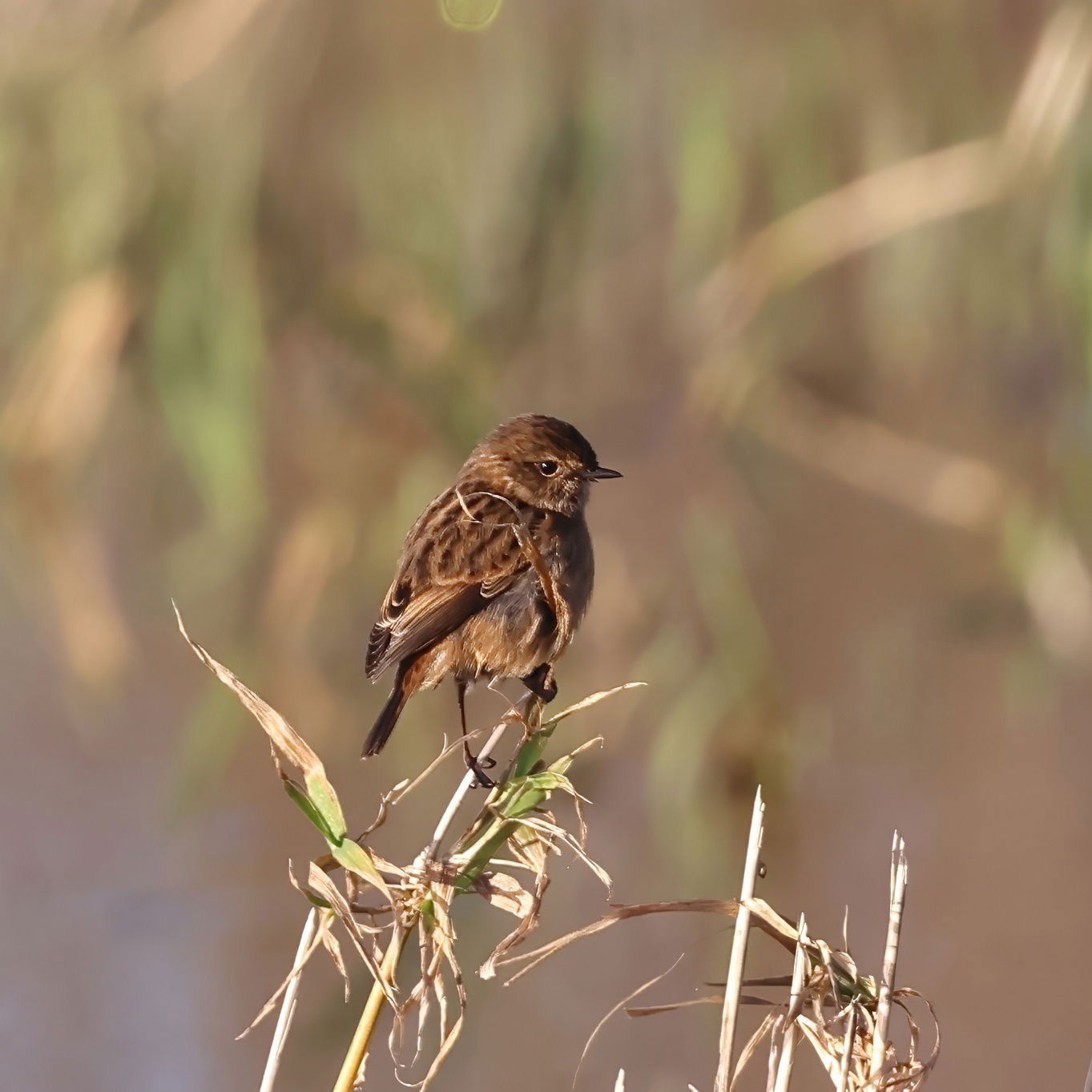 Stonechat