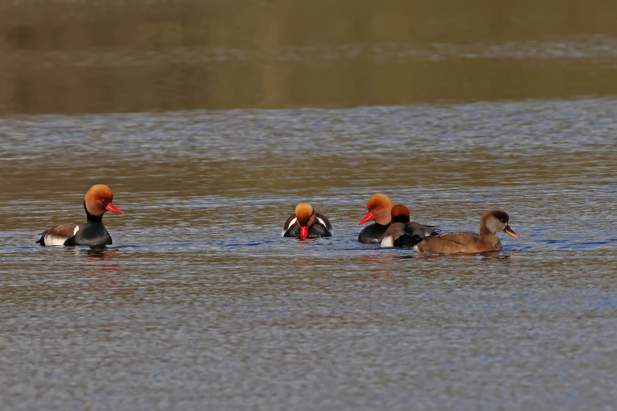 Red-crested Pochard