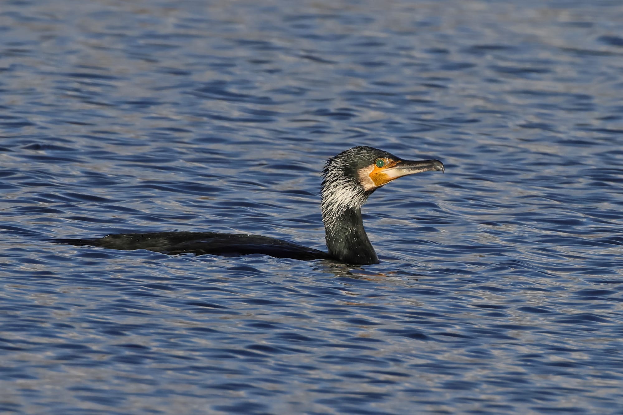 Cormorant