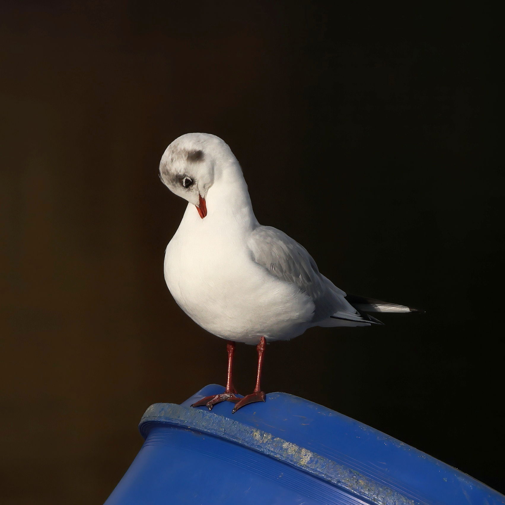 Black-headed Gull