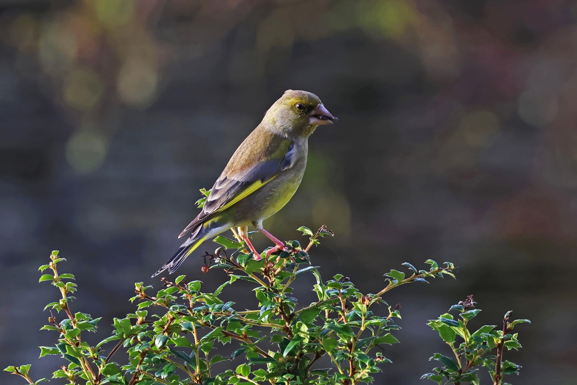 Greenfinch