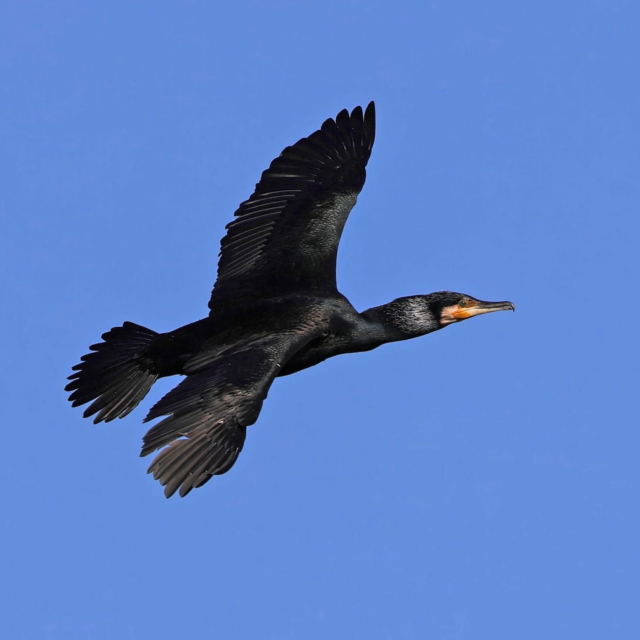Cormorant