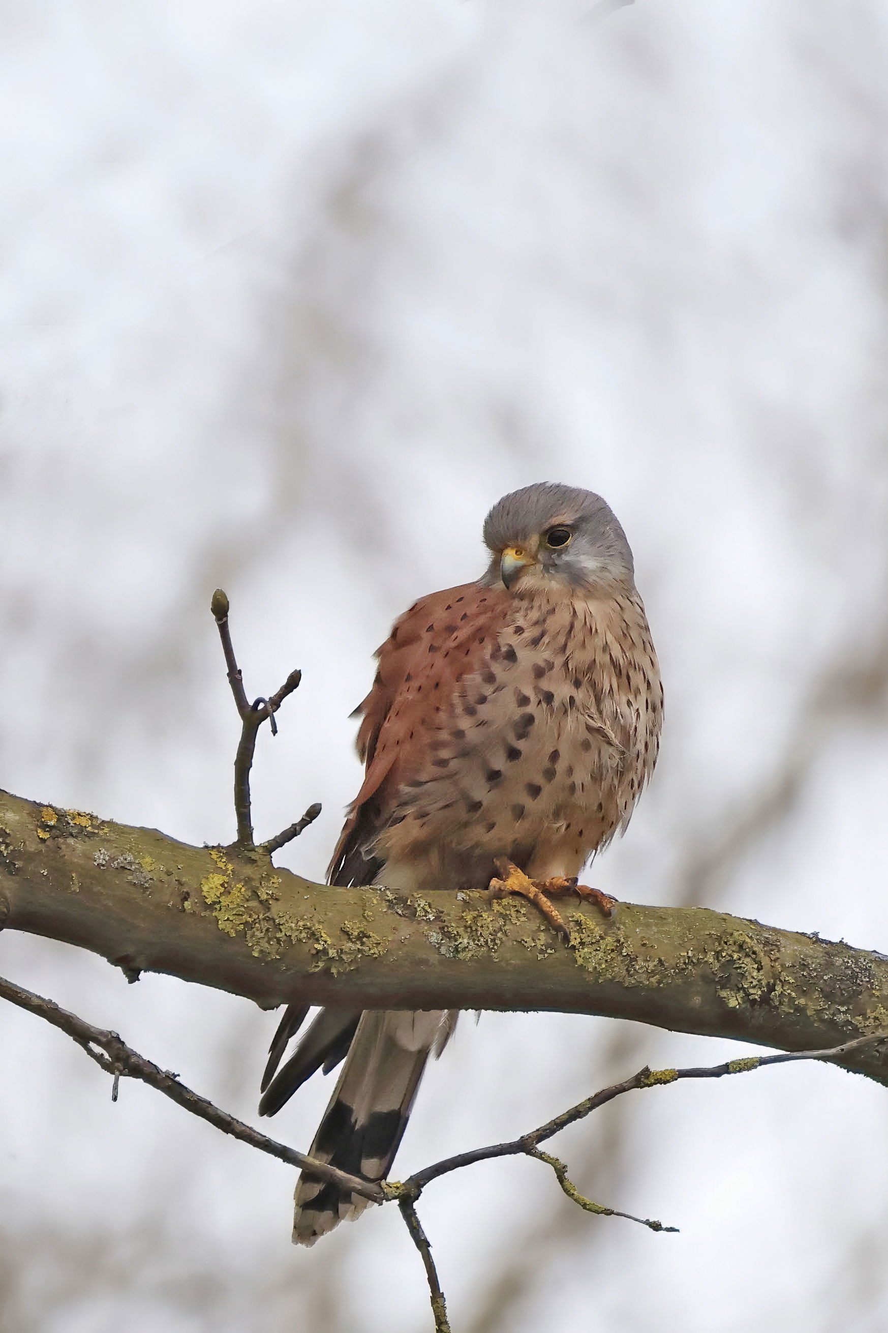 Kestrel