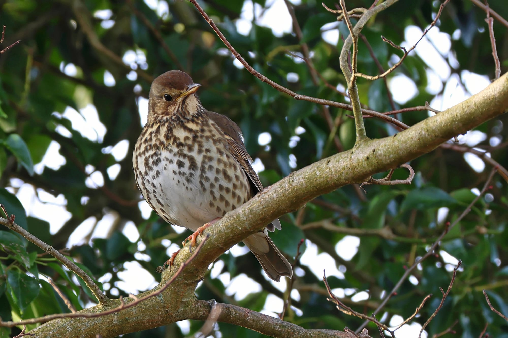 Song Thrush