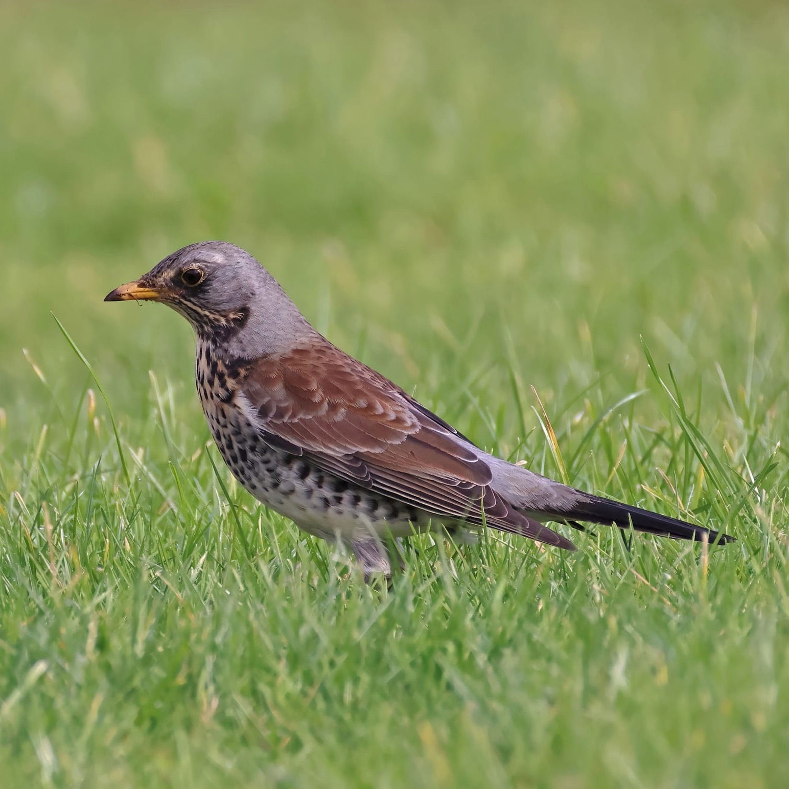 Fieldfare