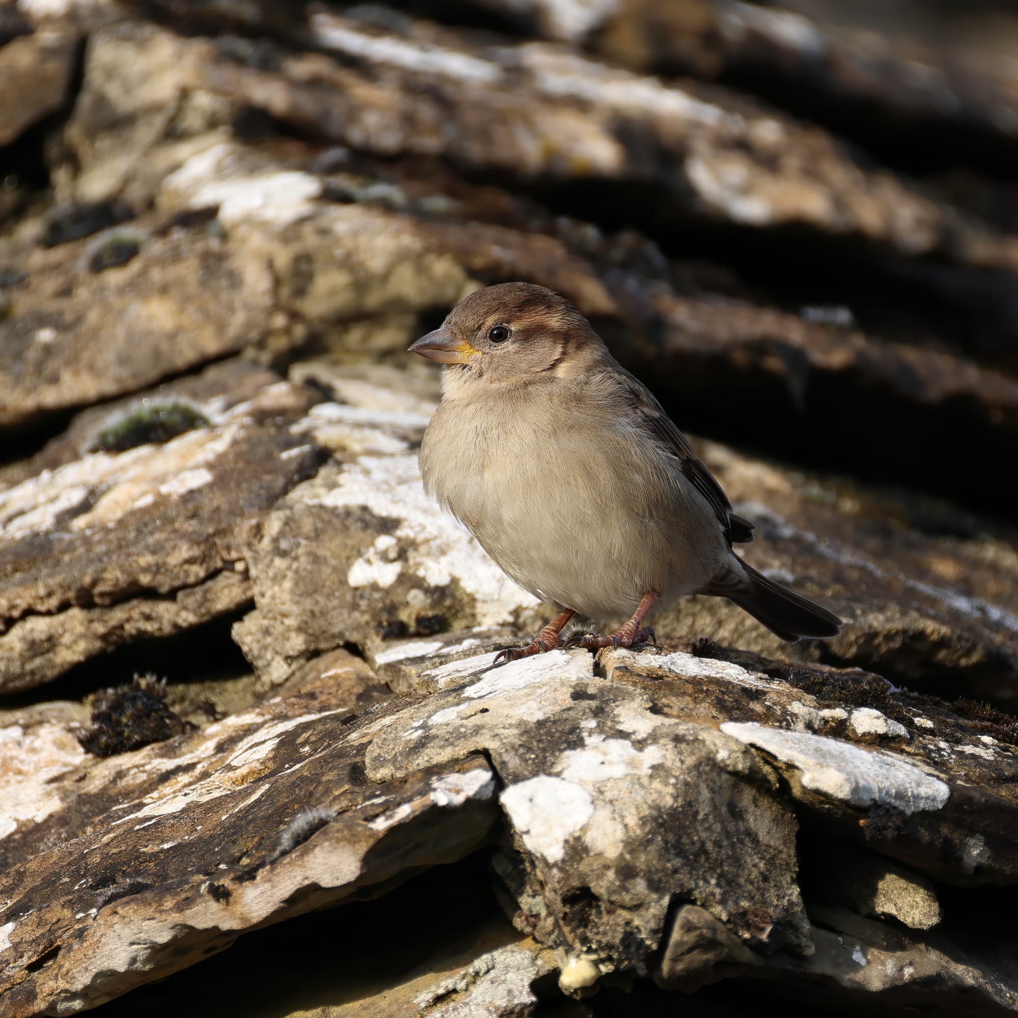 House Sparrow