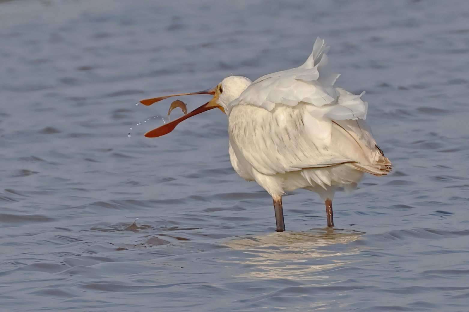 Spoonbill